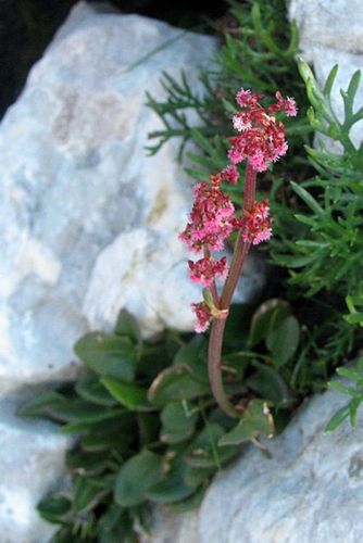 Rumex nivalis